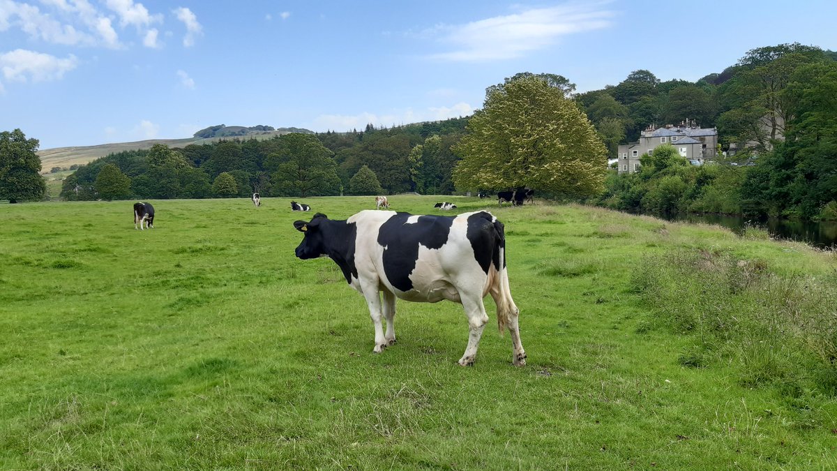 Cowsverse tweet media