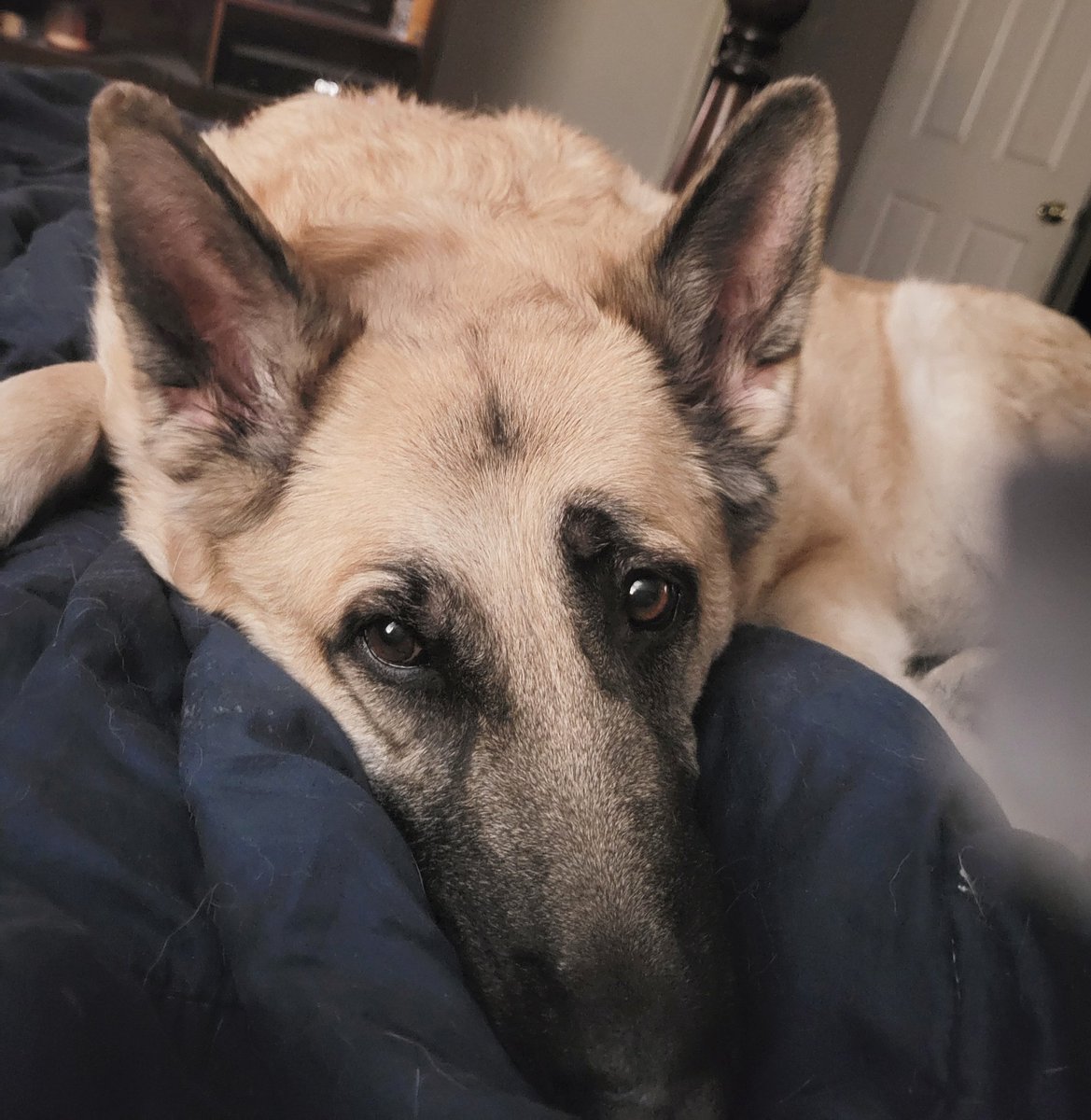 #getupdc German Shepherd is the best breed this is Nani