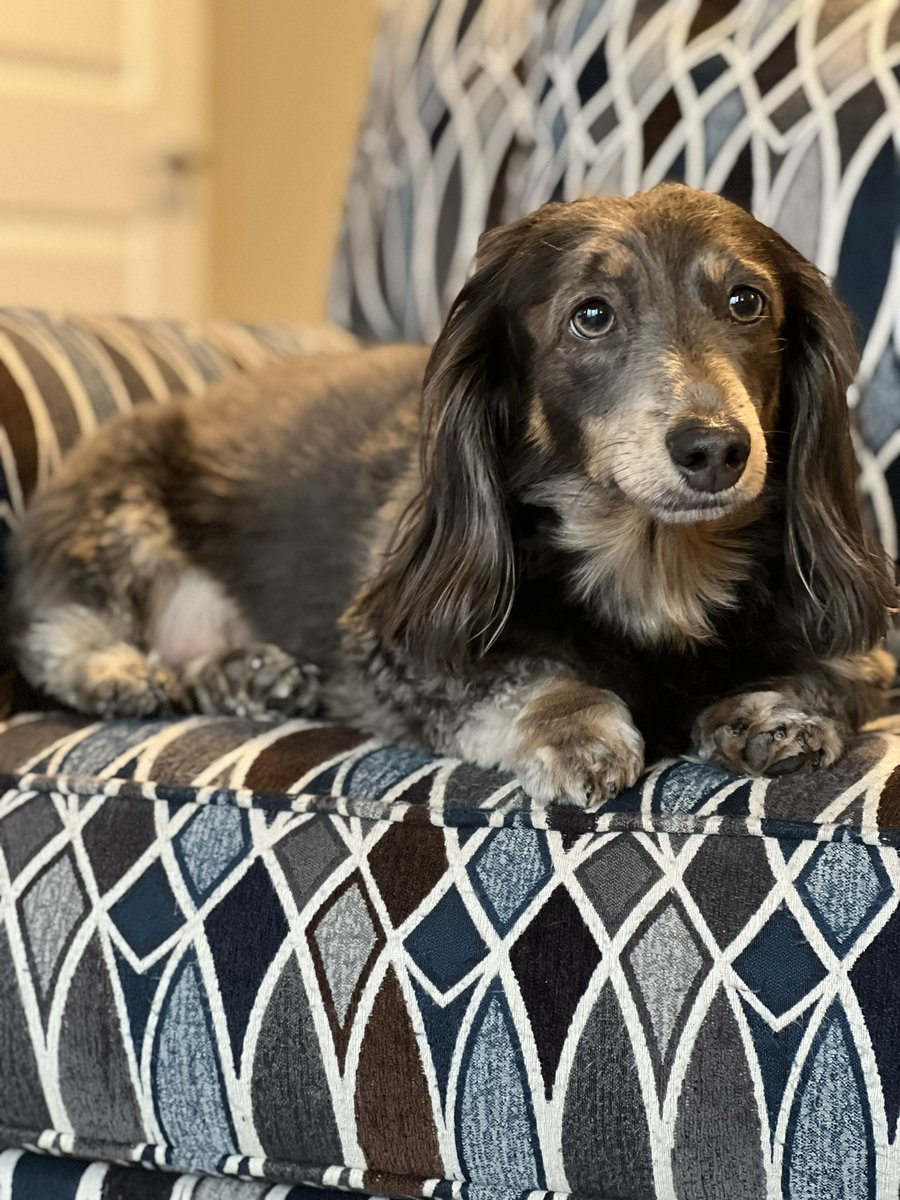 Chelsi Johnson (@runnergrl83) on Twitter photo My favorite dog breed is a long-haired dachshund, <a href="/GetUpDC/">Get Up DC!</a>. Especially this cute girl, Kylo. My favorite dog breed is a long-haired dachshund, <a href="/GetUpDC/">Get Up DC!</a>. Especially this cute girl, Kylo.