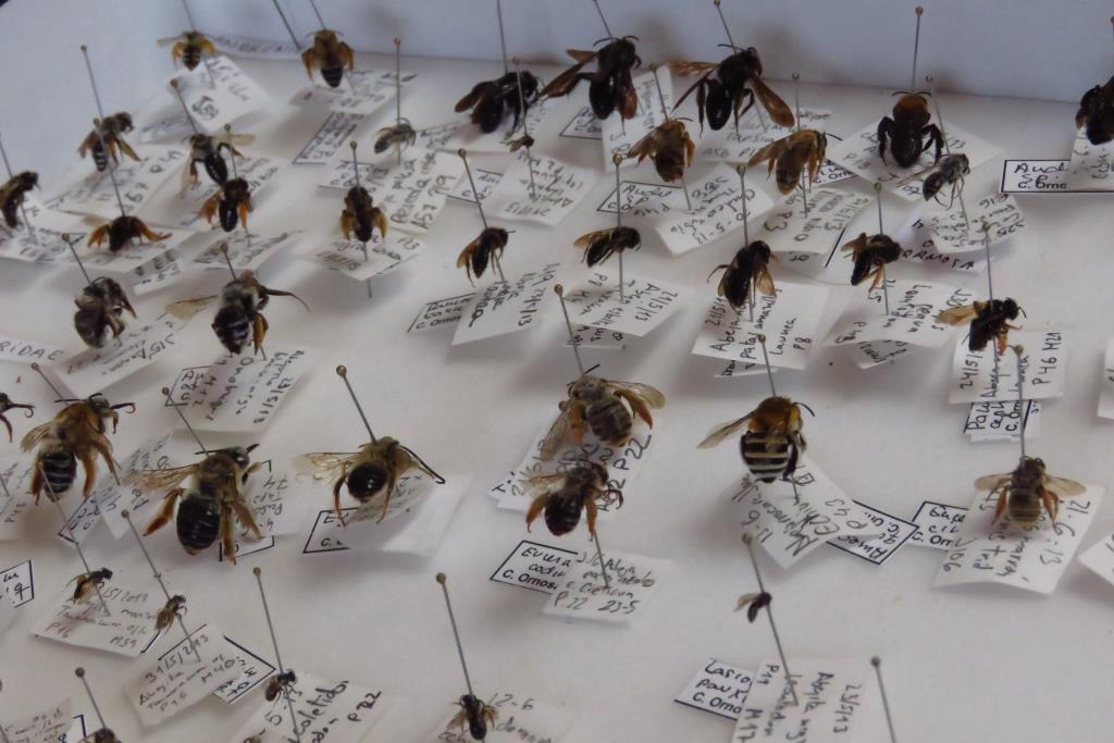 biodiversos.urjc tweet media