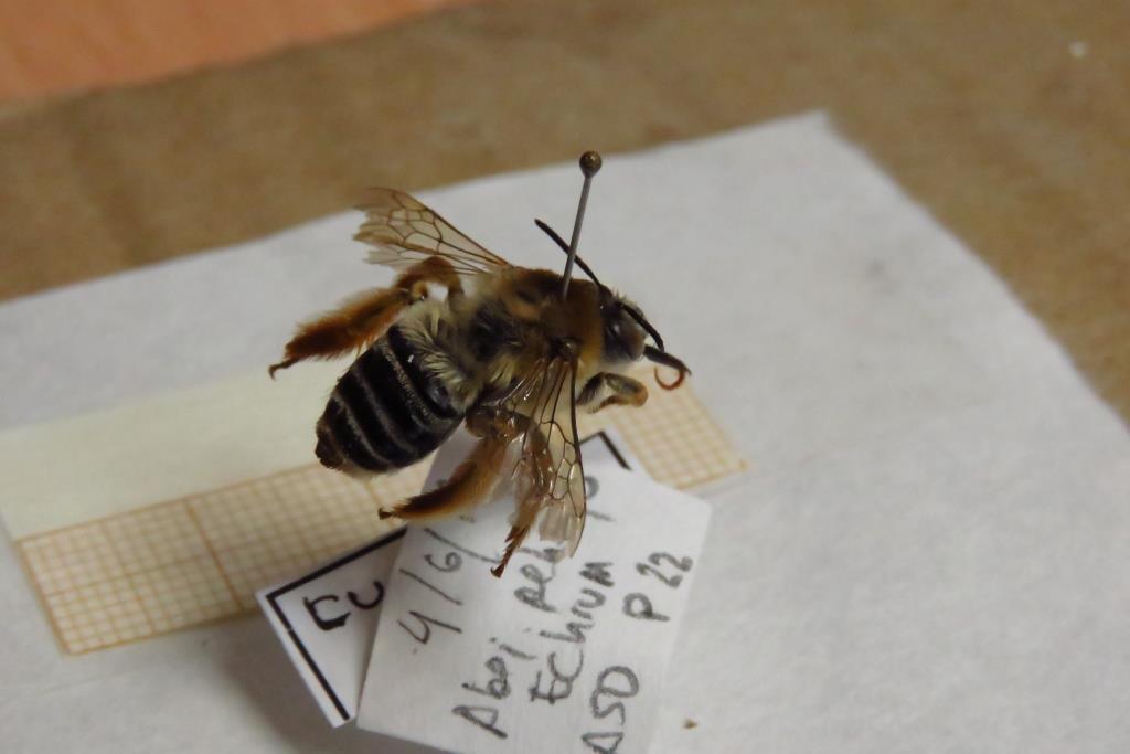 biodiversos.urjc tweet media