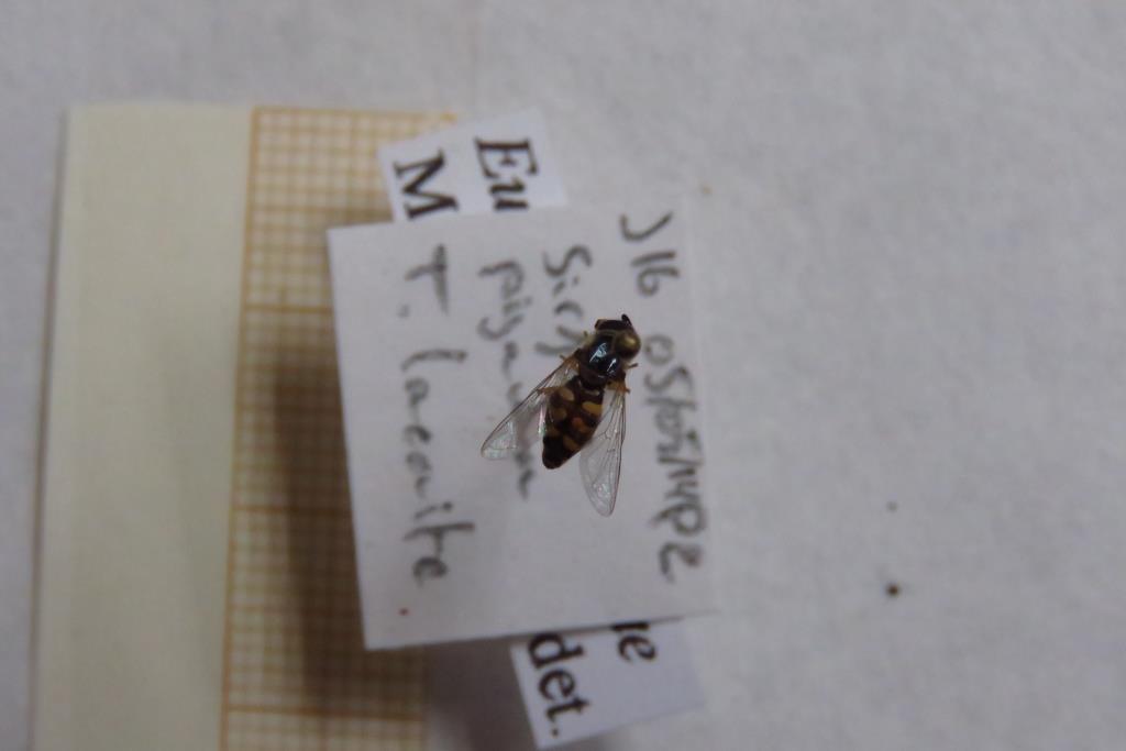 biodiversos.urjc tweet media