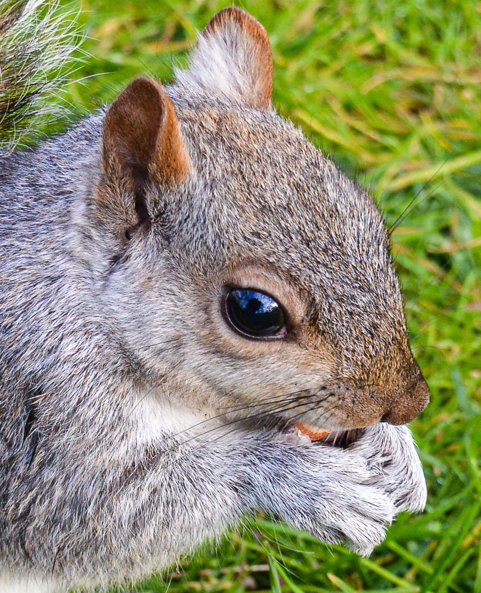 Squirrel enjoying nut, St James’s Park <a href="/theroyalparks/">The Royal Parks</a>. 

🗓 14.3.22

📷 Nikon D3200

#squirrel #stjamesspark #nature #NaturePhotography