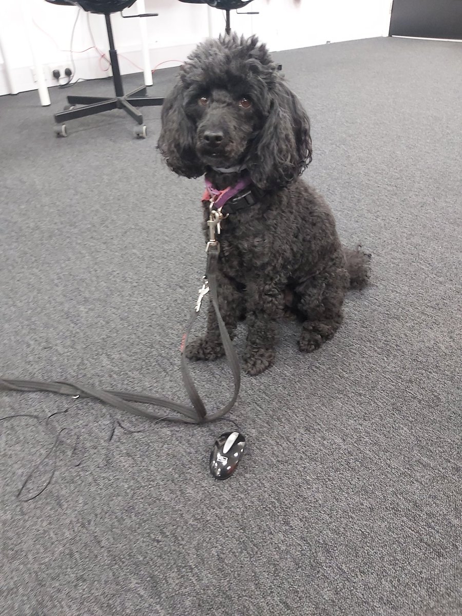 dog_dory's tweet photo. I'm not just a @HearingDogs I'm also pretty good at hunting down vermin like this baby mouse I found today at work! https://t.co/bm6UZiduH1
