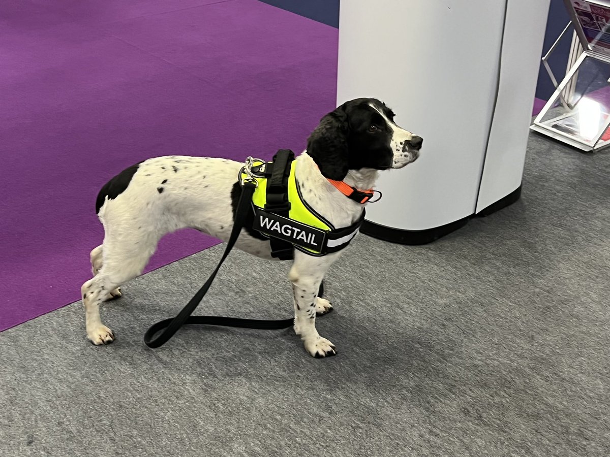 WagtailUK_dogs's tweet photo. Great to be back! Yesterday was 1st day at the Sy & Policing Event at Farnborough. The Official UK Government Global Security Event. We have tobacco dog ‘Pippa’ with us. We’re on Stand B56. #detectiondogs #sniffferdogs #homeoffice #illegaltobacco #explosives #FREDDS #usethebest https://t.co/BK6AMs6kzJ