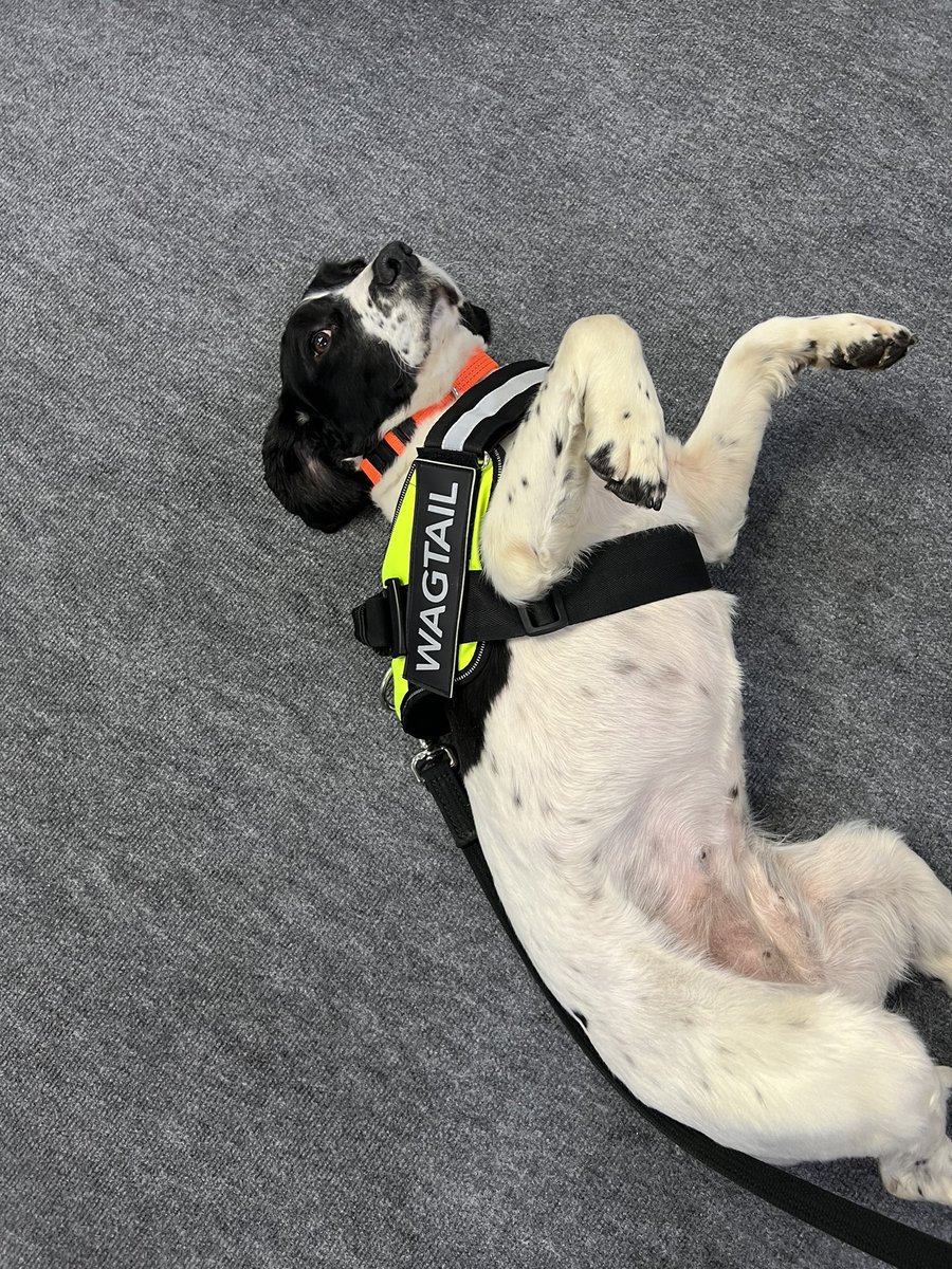 WagtailUK_dogs's tweet photo. Great to be back! Yesterday was 1st day at the Sy & Policing Event at Farnborough. The Official UK Government Global Security Event. We have tobacco dog ‘Pippa’ with us. We’re on Stand B56. #detectiondogs #sniffferdogs #homeoffice #illegaltobacco #explosives #FREDDS #usethebest https://t.co/BK6AMs6kzJ