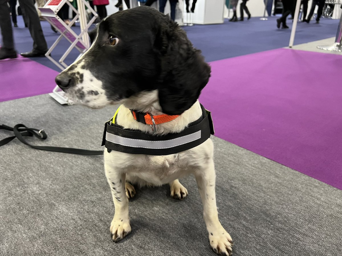 WagtailUK_dogs's tweet photo. Great to be back! Yesterday was 1st day at the Sy & Policing Event at Farnborough. The Official UK Government Global Security Event. We have tobacco dog ‘Pippa’ with us. We’re on Stand B56. #detectiondogs #sniffferdogs #homeoffice #illegaltobacco #explosives #FREDDS #usethebest https://t.co/BK6AMs6kzJ