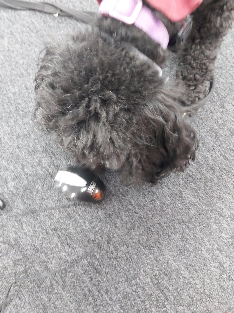 dog_dory's tweet photo. I'm not just a @HearingDogs I'm also pretty good at hunting down vermin like this baby mouse I found today at work! https://t.co/bm6UZiduH1
