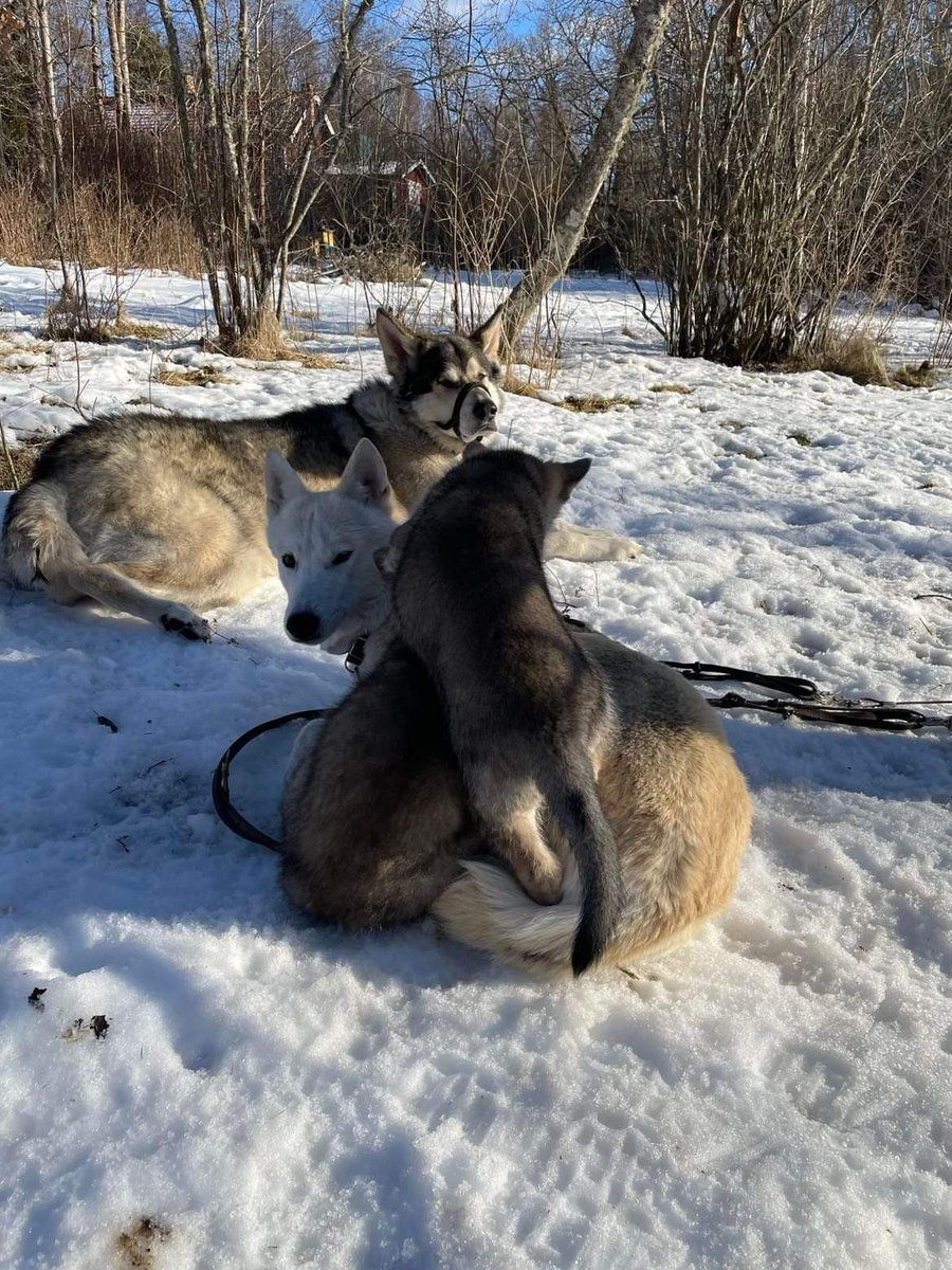 Americanwolfdog's tweet photo. https://t.co/7eewsCqGMU