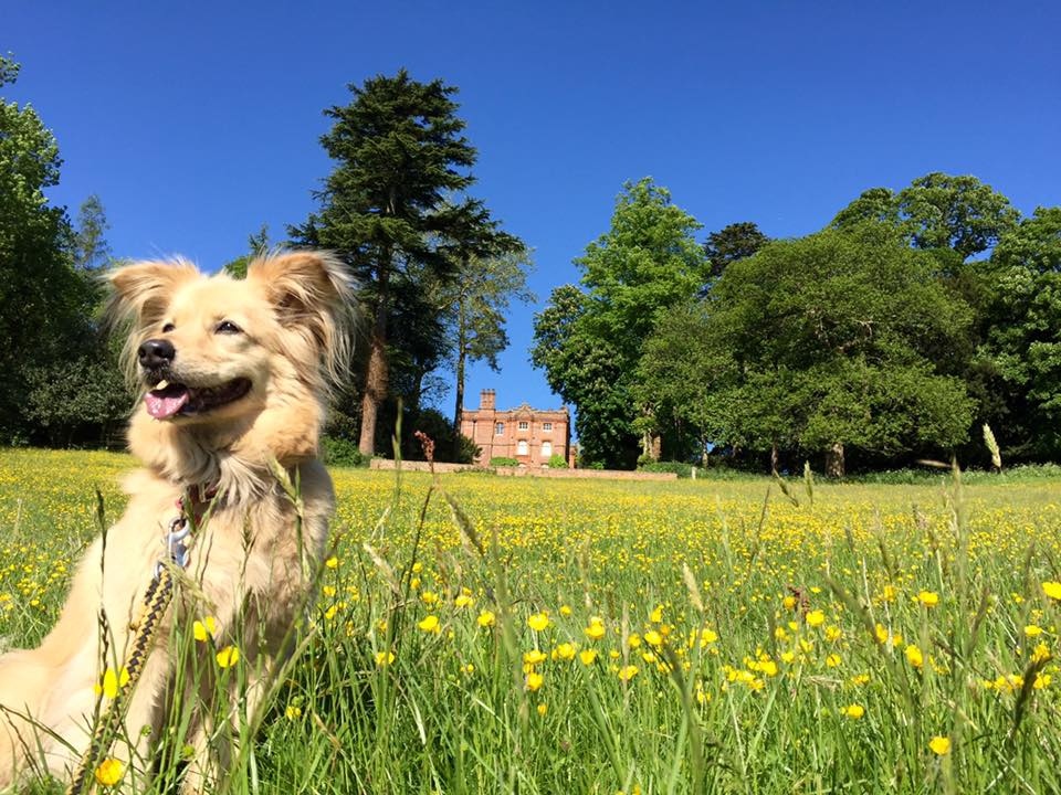 Meet Sunshine, our latest trundlr.  

She's such an adorable dog and clearly enjoying her day in the sun ⁠ We all need a bit of Sunshine⁠ in our lives ☀️
⁠
#exerciseyourkindness #dogwalkers #outdoors 
#hiking #getoutside #outdoorlife