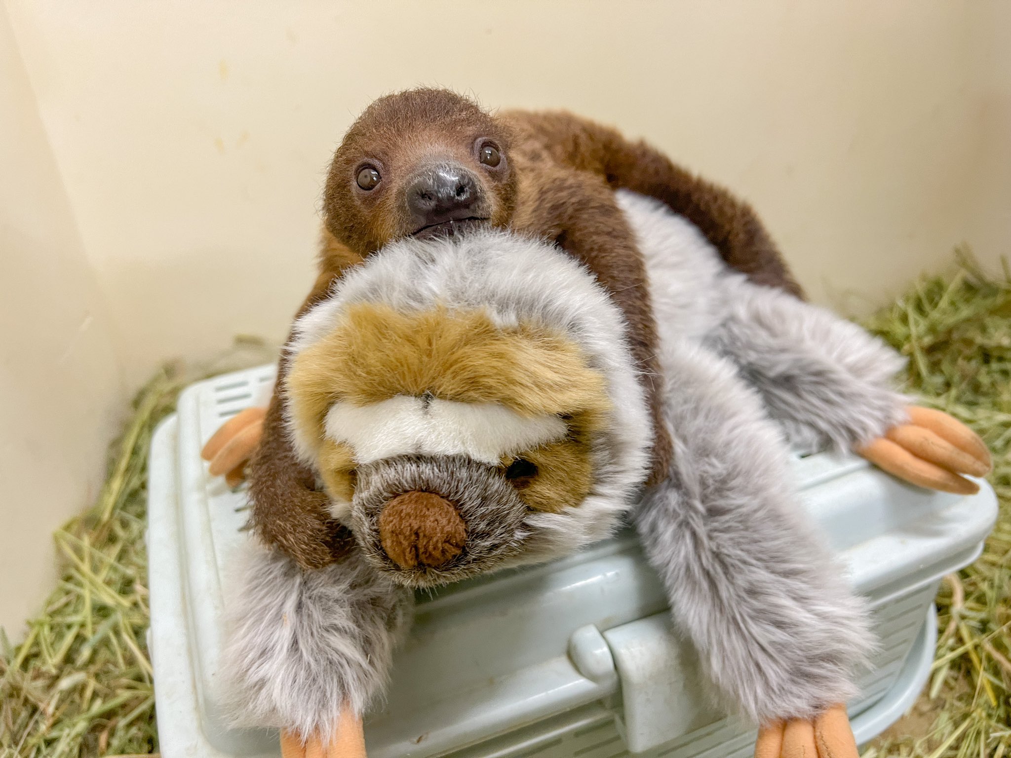 Twitter 上的 那須どうぶつ王国 ナマケモノの赤ちゃん 名前はコロロになりました 18日から公開予定です 詳しくはこちら T Co Szypcsi32w 動物の体調により変更になる場合があります ㅤㅤㅤ 那須どうぶつ王国 フタユビナマケモノ ナマケモノ 動物