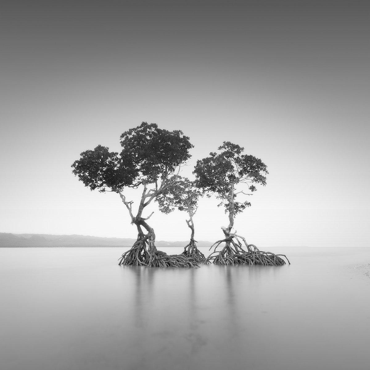 francisansing.eth | Fine Art Landscape Photography tweet media