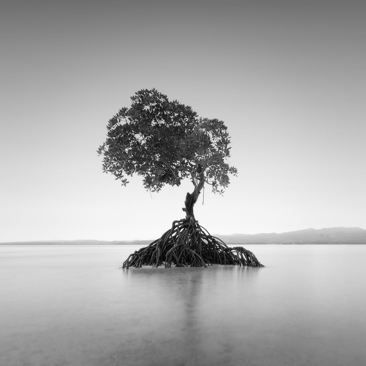 francisansing.eth | Fine Art Landscape Photography tweet media