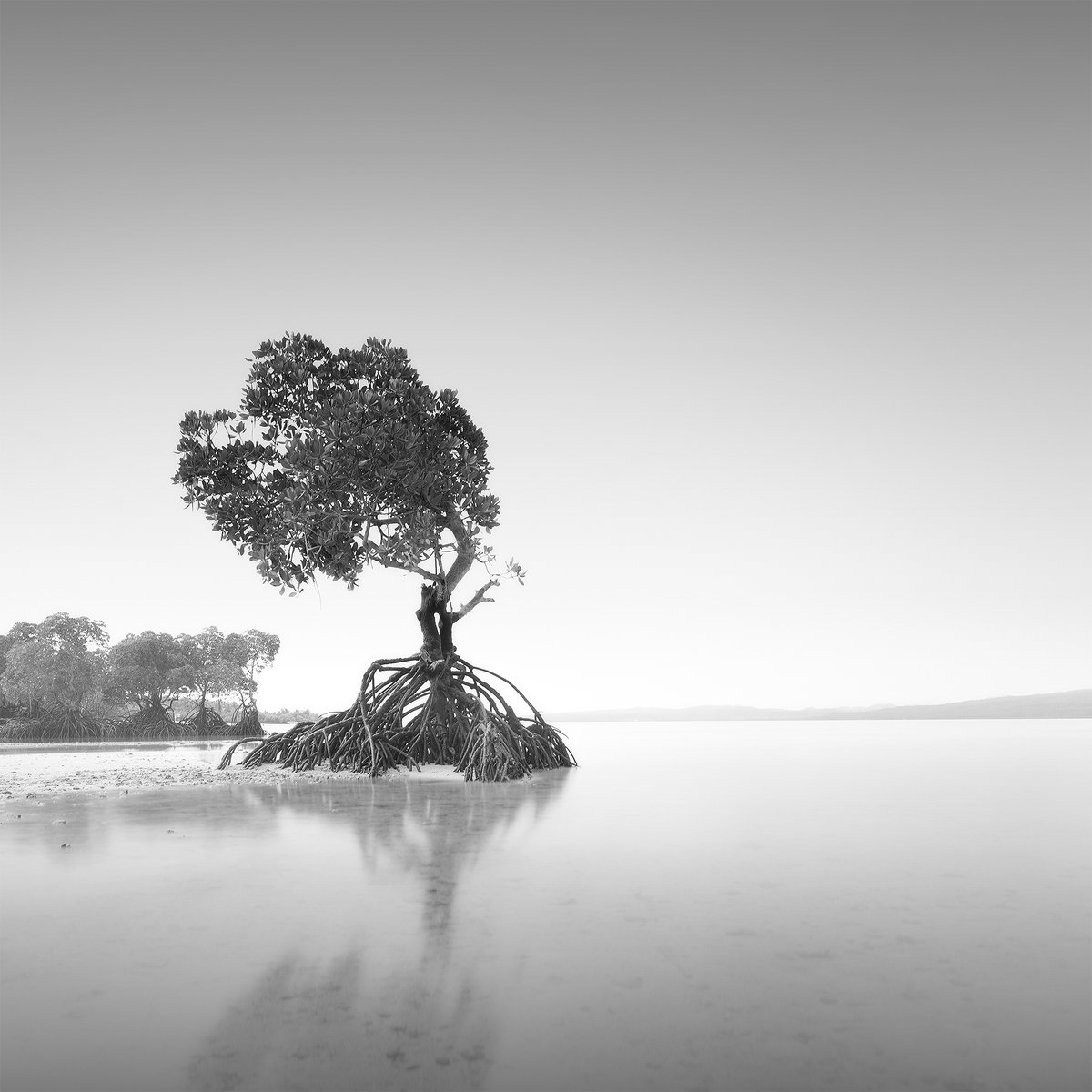 francisansing.eth | Fine Art Landscape Photography tweet media