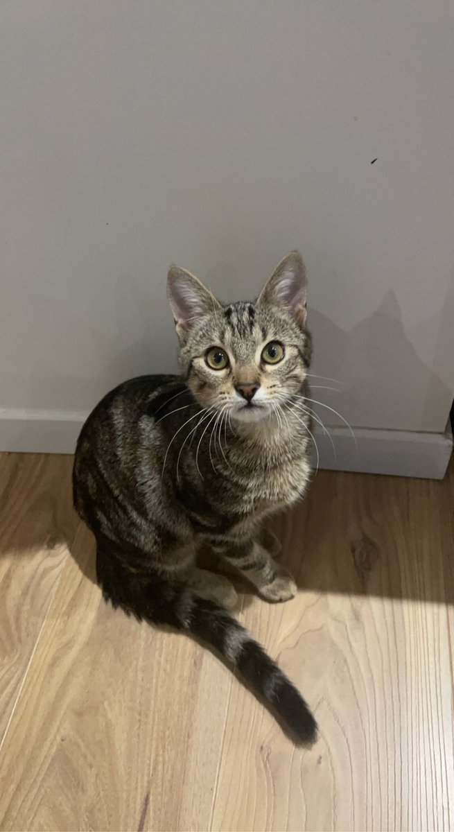 MTonnin's tweet photo. Petit chaton à bien grandit 🥲 https://t.co/8T00OahVGL