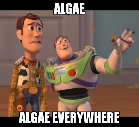 FKAdvice's tweet photo. What are some of your favourite algae eating fish? https://t.co/Z5ptC61hGY