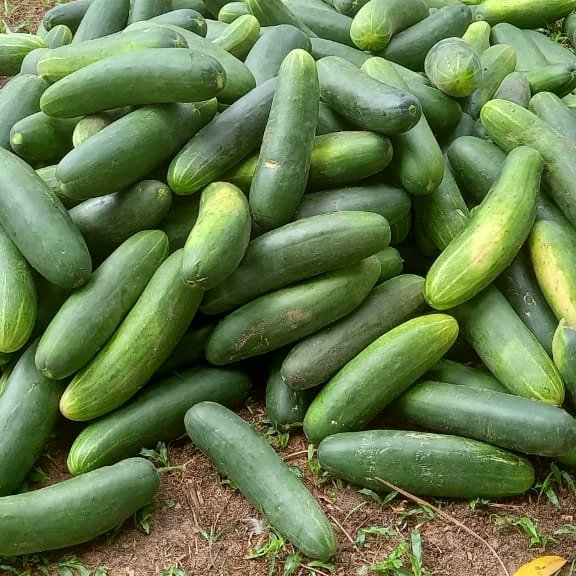 step_iita's tweet photo. The #future holds hope. 

#agriculture #agribusiness #CatchingThemYoung #youngfarmers #youngagripreneur #Startthemearly
@IITA_CGIAR @onecgiar @IITAYOUTHAGRIP @FAOWestAfrica @Taat_Africa @Osunstategovt @FmardNg https://t.co/RGk14EmhKv