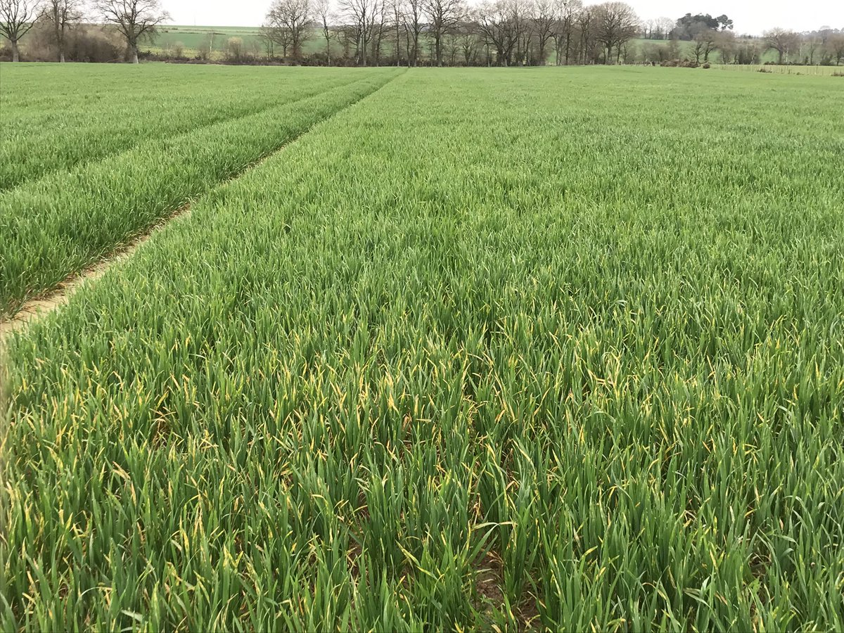 petit_gwen's tweet photo. Avec les dernières pluies survenu ces jours ci, la rouille jaune n’as pas tardé pour s’installer avec quelques foyers visible dans la parcelle , variété LG Absalon.
Secteur Nord Loire Atlantique.
@MoisdonNegoce @NegoceAgricole @PaysanBzh_Hebdo @TerrenetFR @agriculteursBzh https://t.co/vsia5HH4oz