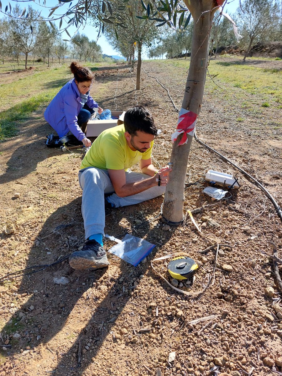 IviaRiegos's tweet photo. Hemos equipado los olivos 🫒 de la @coopviver con @FloraPulse para controlar el estado hídrico de la planta. Nuestro objetivo🔎comprobar su idoneidad para determinar el potencial hídrico. 🤼‍♂️ Grupo de trabajo: @GVAivia ➕ @unict_it ➕CIDE @CSIC. #TransferenciaReal #RiegoSostenible https://t.co/Asr2S3P7V0
