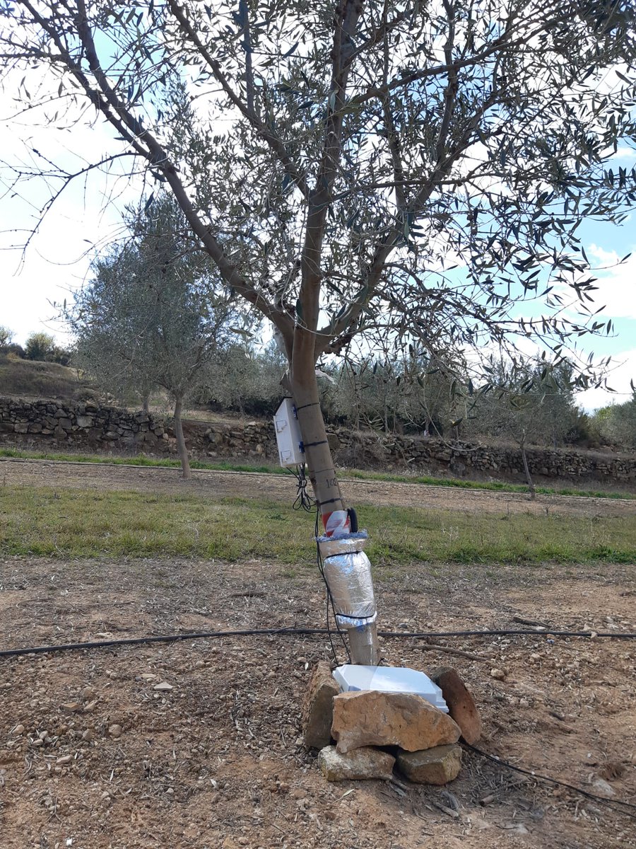IviaRiegos's tweet photo. Hemos equipado los olivos 🫒 de la @coopviver con @FloraPulse para controlar el estado hídrico de la planta. Nuestro objetivo🔎comprobar su idoneidad para determinar el potencial hídrico. 🤼‍♂️ Grupo de trabajo: @GVAivia ➕ @unict_it ➕CIDE @CSIC. #TransferenciaReal #RiegoSostenible https://t.co/Asr2S3P7V0
