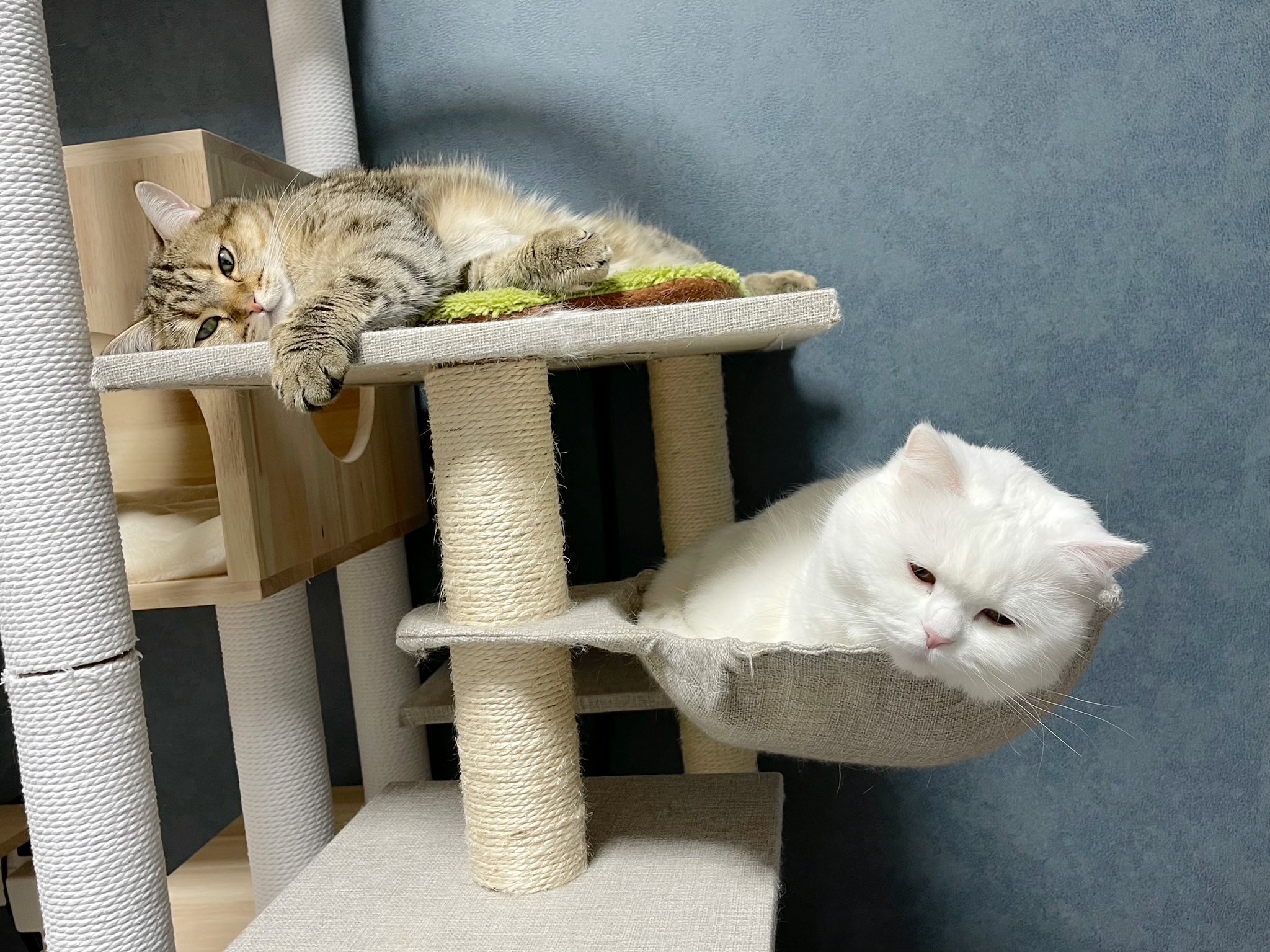 猫さん Amazon | ONEKOSAMA OINUSAMA 日本製 レザー キャットタワー 猫