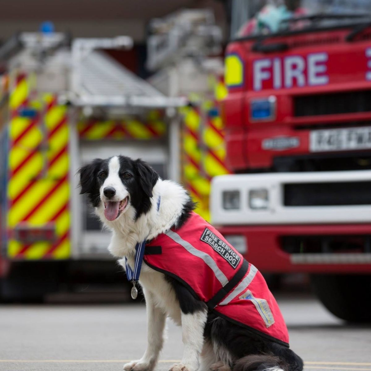 PDSA_HQ's tweet photo. 5 years ago today, we awarded search and rescue #Dog, Bryn, the #PDSAOrderOfMerit 🏅🐶

During his incredible 11-year career, Bryn was deployed to building collapses, missing persons’ searches and gas explosions to help rescue casualties!

Hit the ❤️ to celebrate his brave work! https://t.co/GqIsiD1uvo