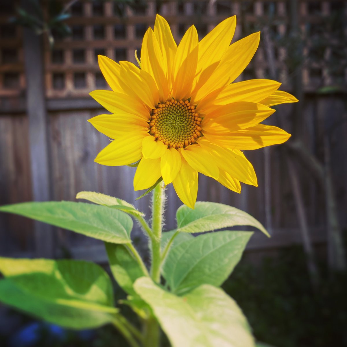 My happy flower  #mygarden #sunflower #PositiveEnergy