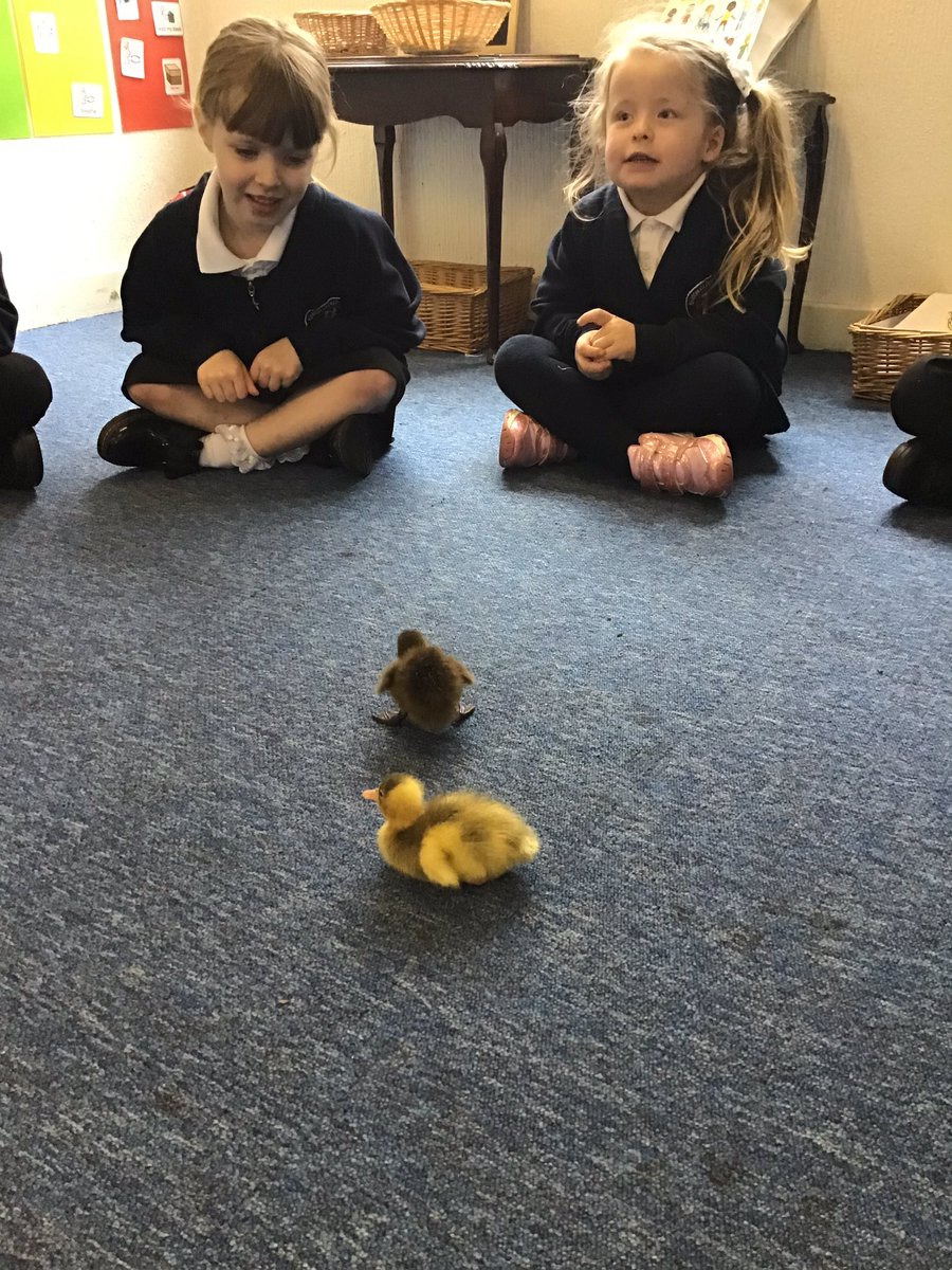 BartonCloughR's tweet photo. We are loving our fluffy friends! We are excited to watch them grow and learn about the duck lifecycle 🥚 🐣 🐥 🦆 #EYFS #scienceweek2022 https://t.co/0bLw2XKHFL
