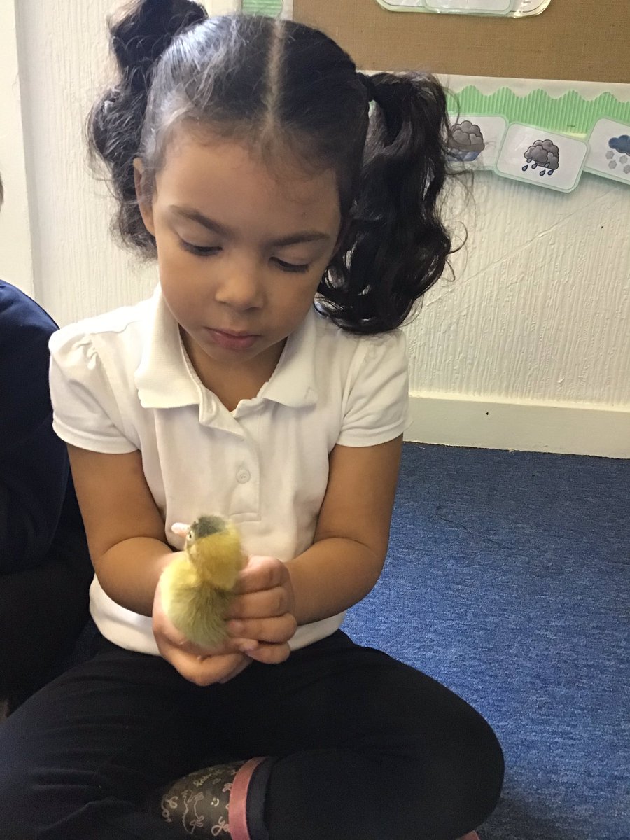 BartonCloughR's tweet photo. We are loving our fluffy friends! We are excited to watch them grow and learn about the duck lifecycle 🥚 🐣 🐥 🦆 #EYFS #scienceweek2022 https://t.co/0bLw2XKHFL