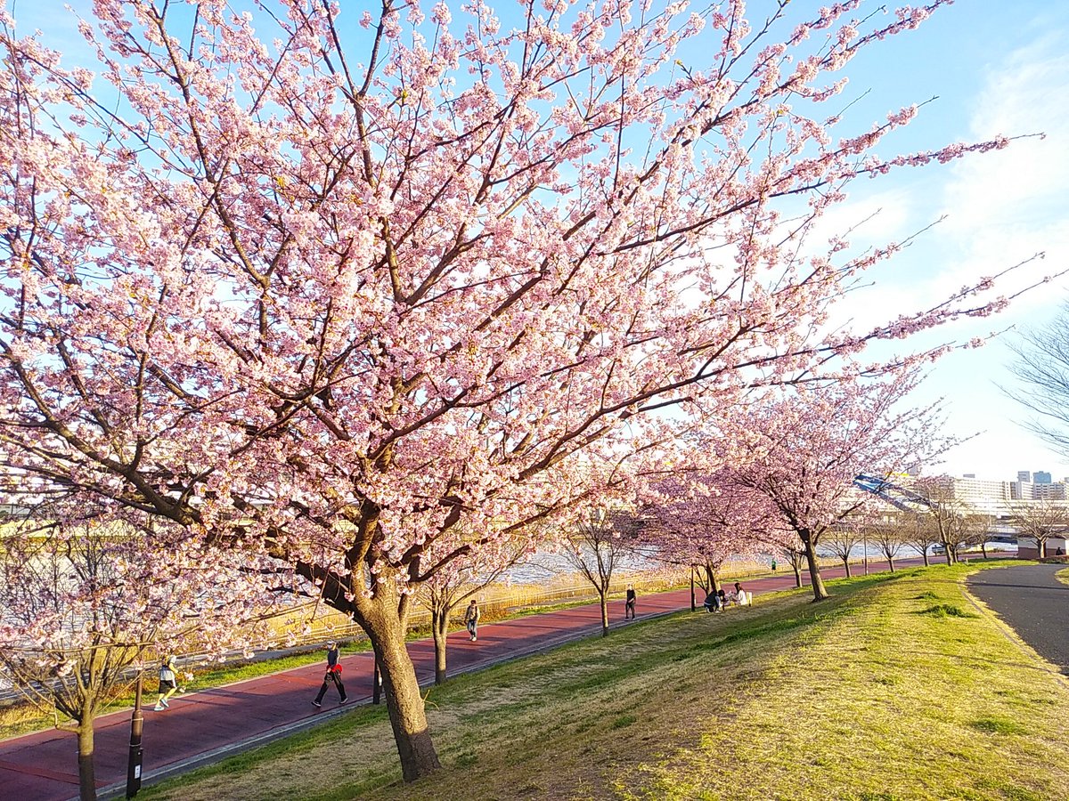 AlMundo's tweet photo. Early-blooming Sakura at Shioiri Park, Tokyo https://t.co/blOuvKfNpZ