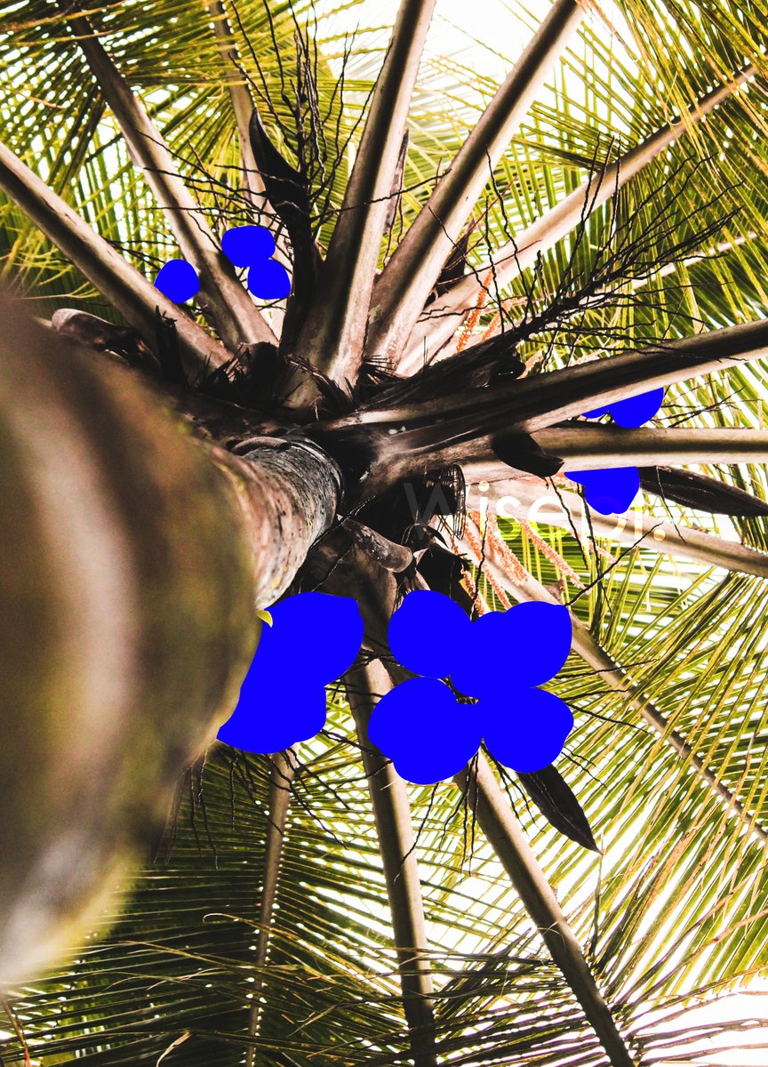 Wisepl_'s tweet image. Polygon Annotation For Agriculture

We provide a complete image annotation solution for companies developing AI models for agriculture. 
#agricultureannotation #farming #polygonannotation #dataannotation #imageannotation #computervision #ai #machinelearning #wisepl