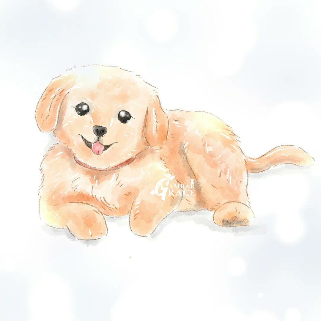 gambargrace's tweet photo. watercolor and cute style drawing , 
dm me for the commision pricelist 
.
.
#gambargrace #pet #cutepet #dog #doglover #goldenretriever #goldenretrieverpuppy #digitalilustrasi #digitaldrawing #digitalart #digitalpainting #digitalillustration  #watercolor #digitalwatercolour https://t.co/crHxuEMlEy