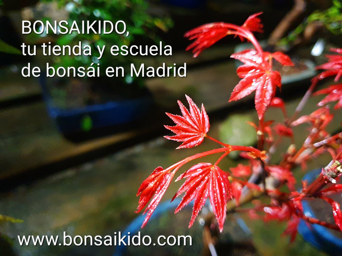 bonsaikido's tweet photo. #Arces #palmatum #deshojo a la venta.
De martes a viernes,⏳abierto de 18 a 21h.
Paseo de la Castellana, 100, bajo izda.
BONSAIKIDO, tu tienda y escuela de #bonsai
en Madrid. https://t.co/BoVmVy2717 https://t.co/f8zjoUuSlq