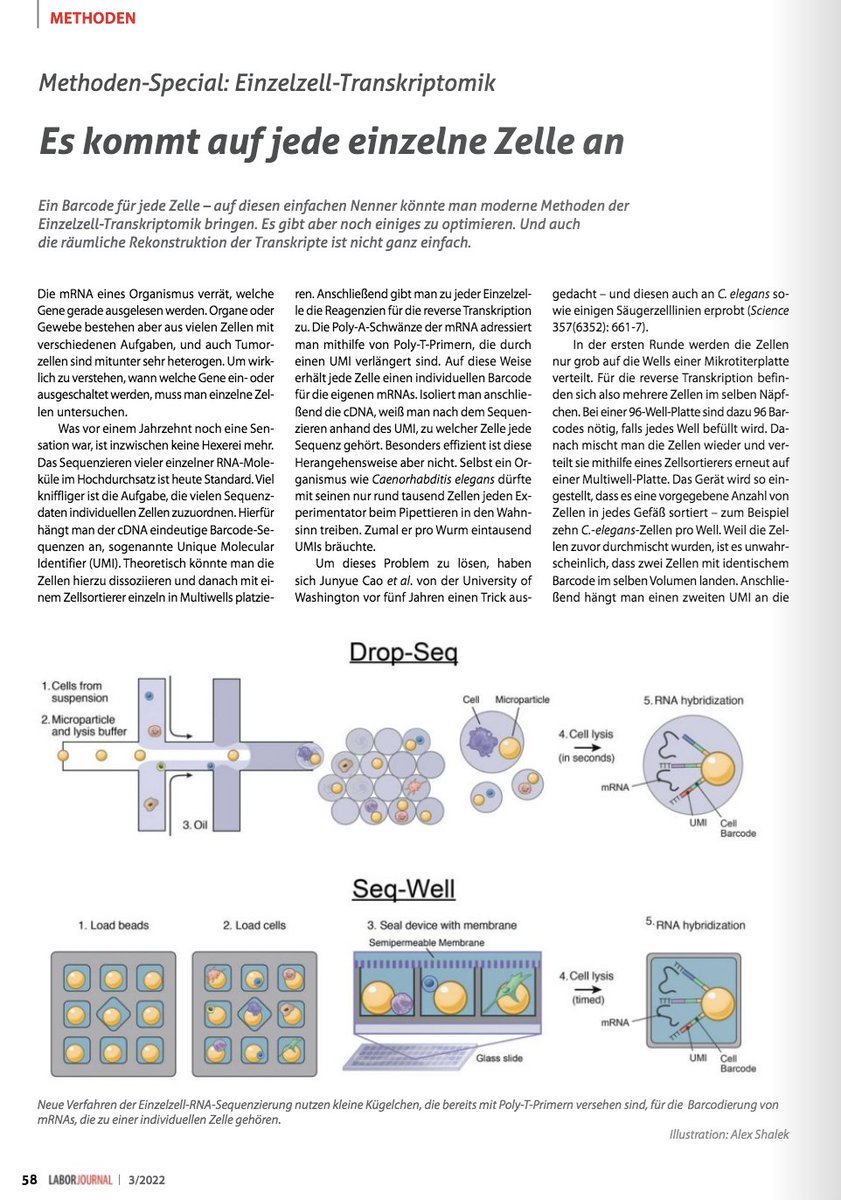 Lab_Journal's tweet photo. Einzelzell-#Transkriptomik—was vor kurzem noch eine Sensation war, ist heute keine Hexerei mehr. Dennoch gibt es weiterhin einiges zu optimieren… @Mario_Rembold fasst in unserem neuen Heft zusammen, wo die Methode gerade steht: https://t.co/z9P3LVha4X #transcriptomics #scRNAseq https://t.co/H4KViSgTx9