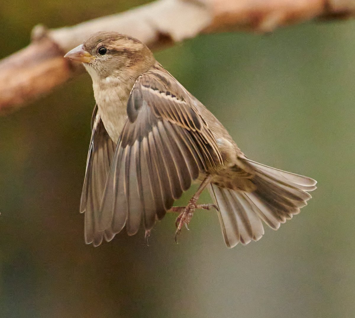 paulhayes55's tweet photo. Sparrow. https://t.co/tivMVh6f52