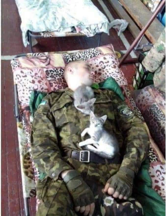 NewVoiceUkraine's tweet photo. Cats of Ukraine… purring combat unit 🐱 https://t.co/xOdvn9HhcW