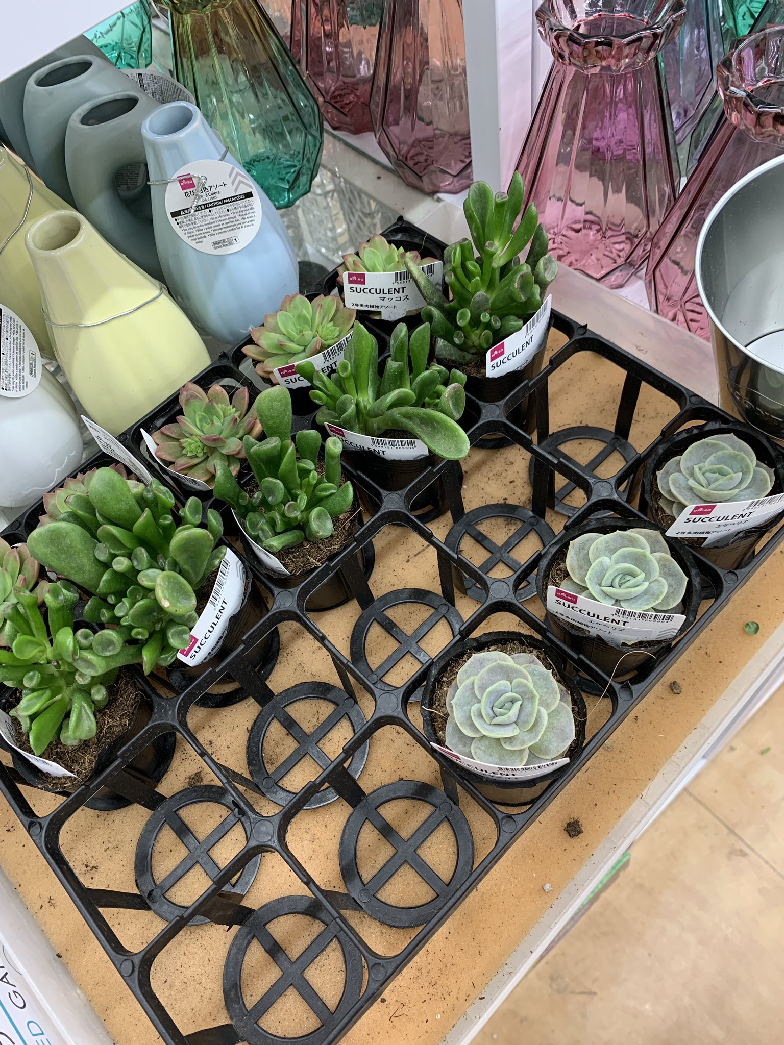 Miona 職場近くのダイソー この一例に誰がいたのか気になります もしや 開店間際に行けていたなら逢えていたのかも 多肉植物 ダイソー多肉 100均多肉 100均チワワエンシスに逢いたい T Co Nyxqgh2hi2 Twitter Miona 職場近くのダイソー この一例に誰がいたのか気になります もしや 開店間際に行けていたなら逢えていたのかも 多肉植物 ダイソー多肉 100均多肉 100均チワワエンシスに逢いたい T Co Nyxqgh2hi2 Twitter