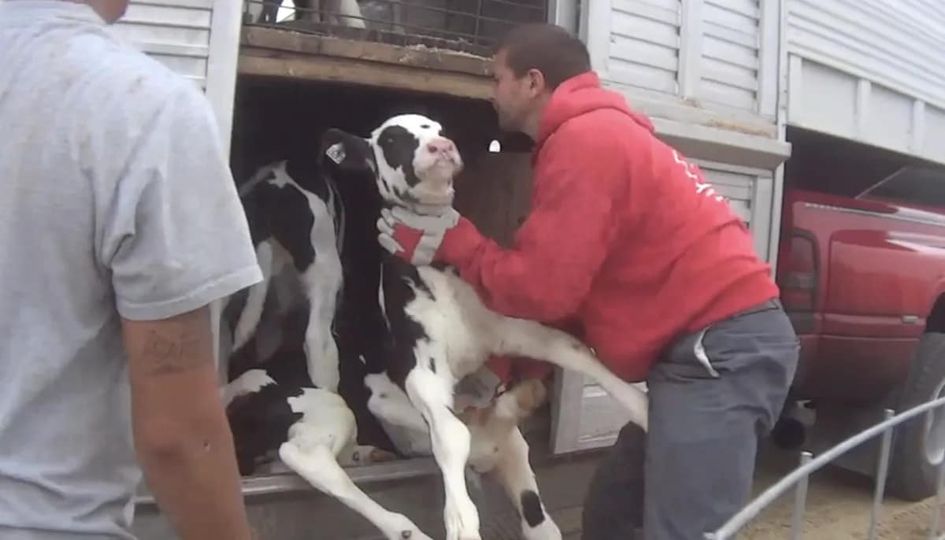 Imagine choking a calf?
Imagine being surreptitiously filmed choking an infant bovine while another human watches and does not intervene?
Fair Oaks Organic Dairy, folks….