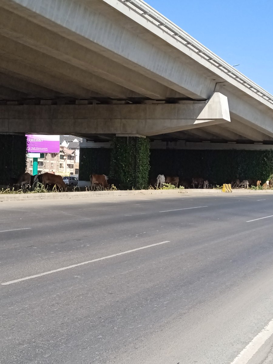 Cows along Mombasa Road feasting on the newly planted Nairobi Expressway flowers.