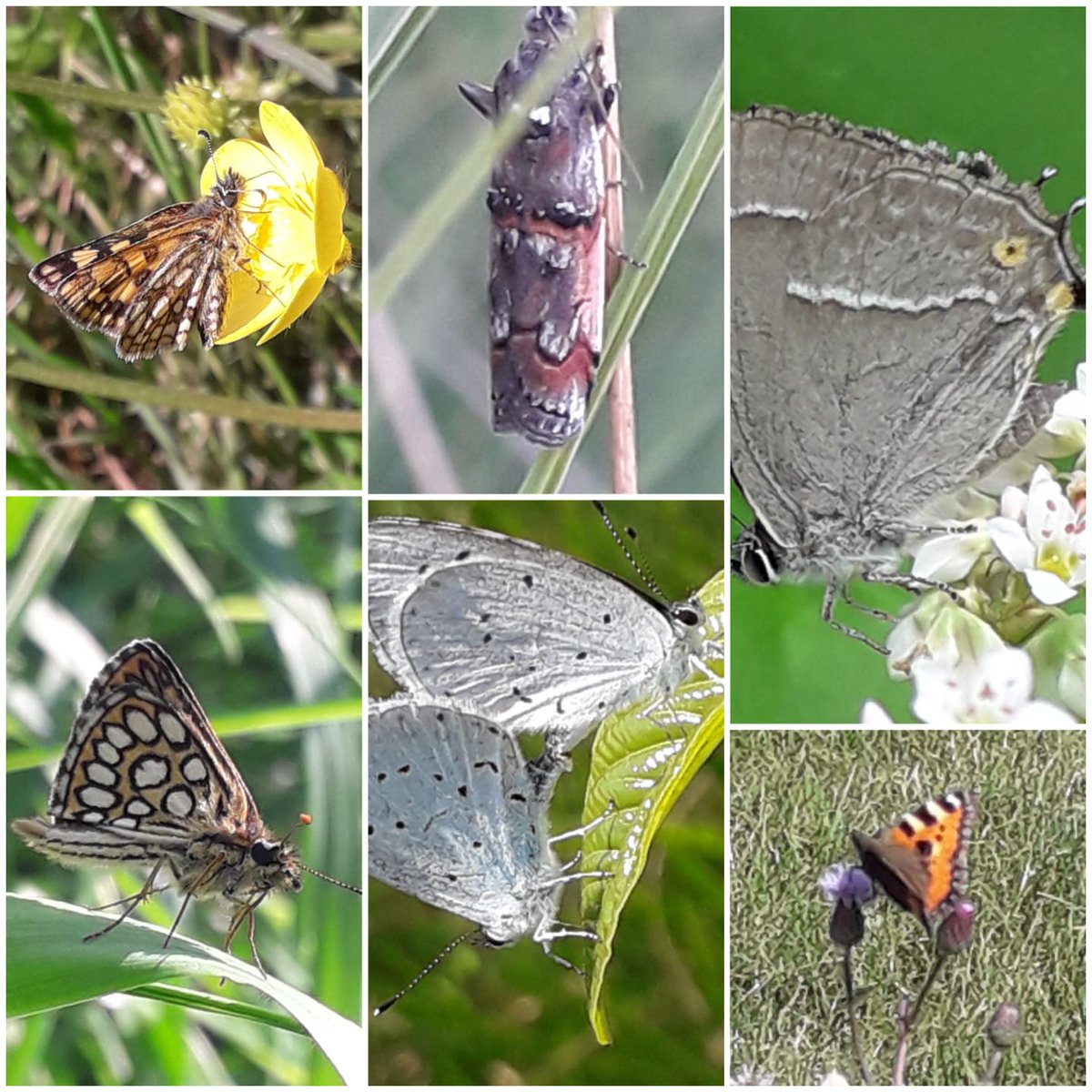 Biancatjuh's tweet photo. Deze zijn straks ook weer te bewonderen, maar te behouden is zeker ook belangrijk!
#PassieVoorBiodiversiteit @gemeenteleudal
#ideeën @insectenopdebo1
Stem vandaag en laat u stem niet verloren gaan
#cdaVerbindt in Leudal https://t.co/6nDdd4CAQZ