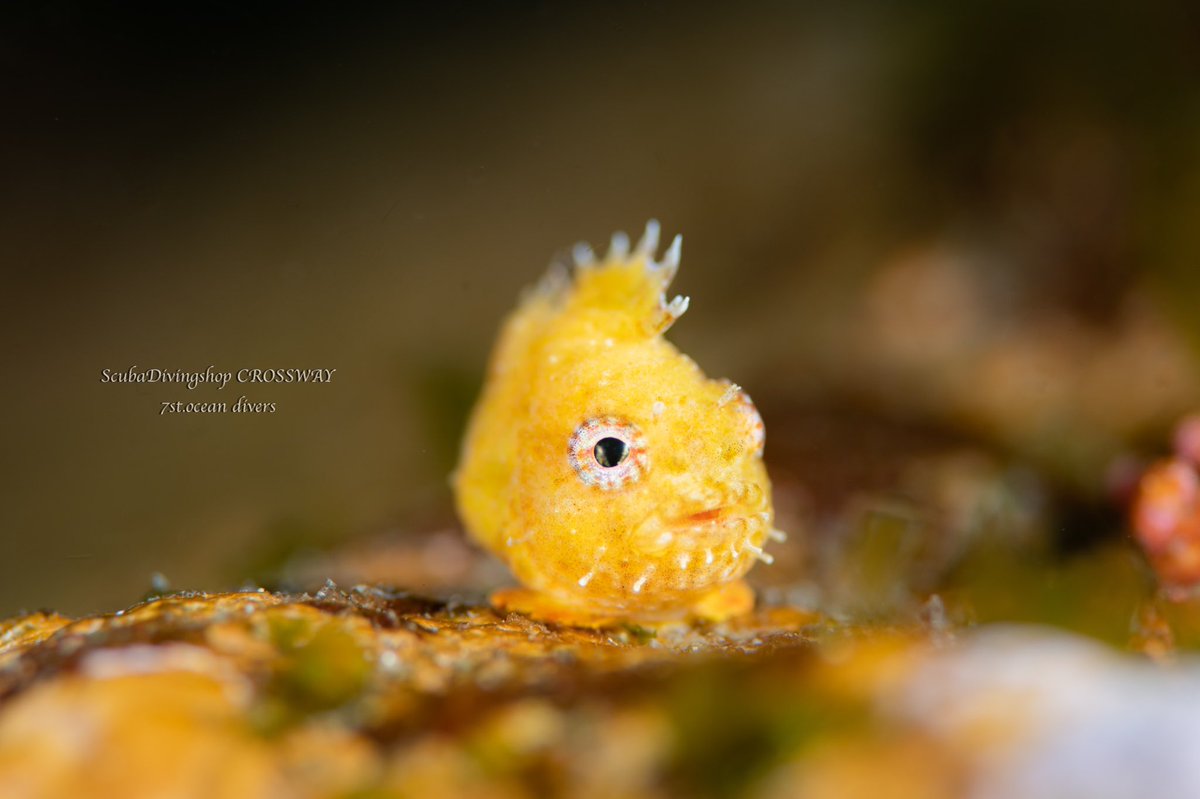 CROSSWAY2's tweet image. こんな可愛い生物が積丹のダイビングで観られます😍😍😍