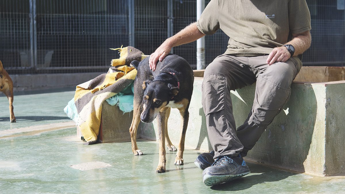 protemataro's tweet photo. Ningú es fixa en el Simba :-( Té 7 anys i pràcticament ha viscut tota la seva vida al refugi. Té bona convivència amb altres gossos, i amb persones necessita fer vincle, però és bon gos. Escriu a info@protectoramataro.org i #fesfeliçenSimba https://t.co/MP8Kl3Z0az