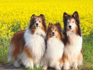 Lir Twitter Search Twitter