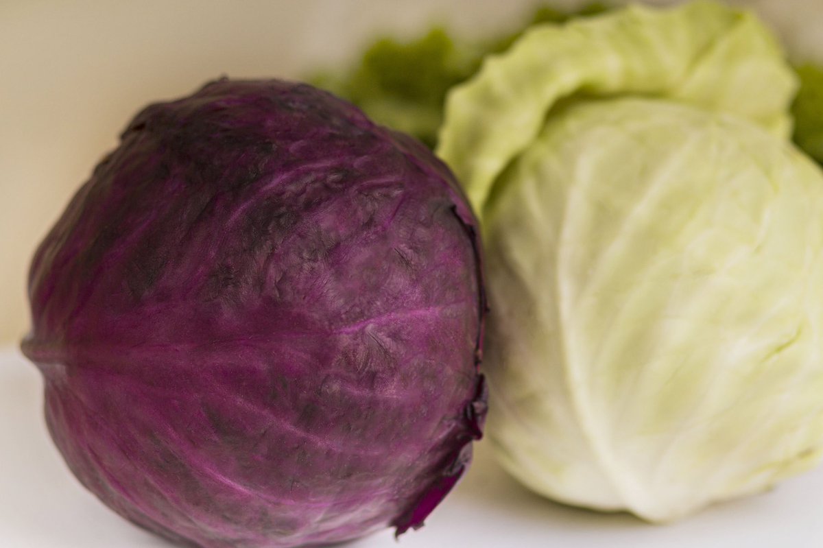 FreshforteGo's tweet photo. Pick up some fresh high-quality cabbages from our store today!

Rich in all kinds of vitamins and minerals, cabbages are great for mouthwatering salads and coleslaw. To place an order click the link in our bio.

#Freshforte #Freshfood #HealthyEating #FoodieInLagos #LagosFoodie https://t.co/CgkgUdMZUl