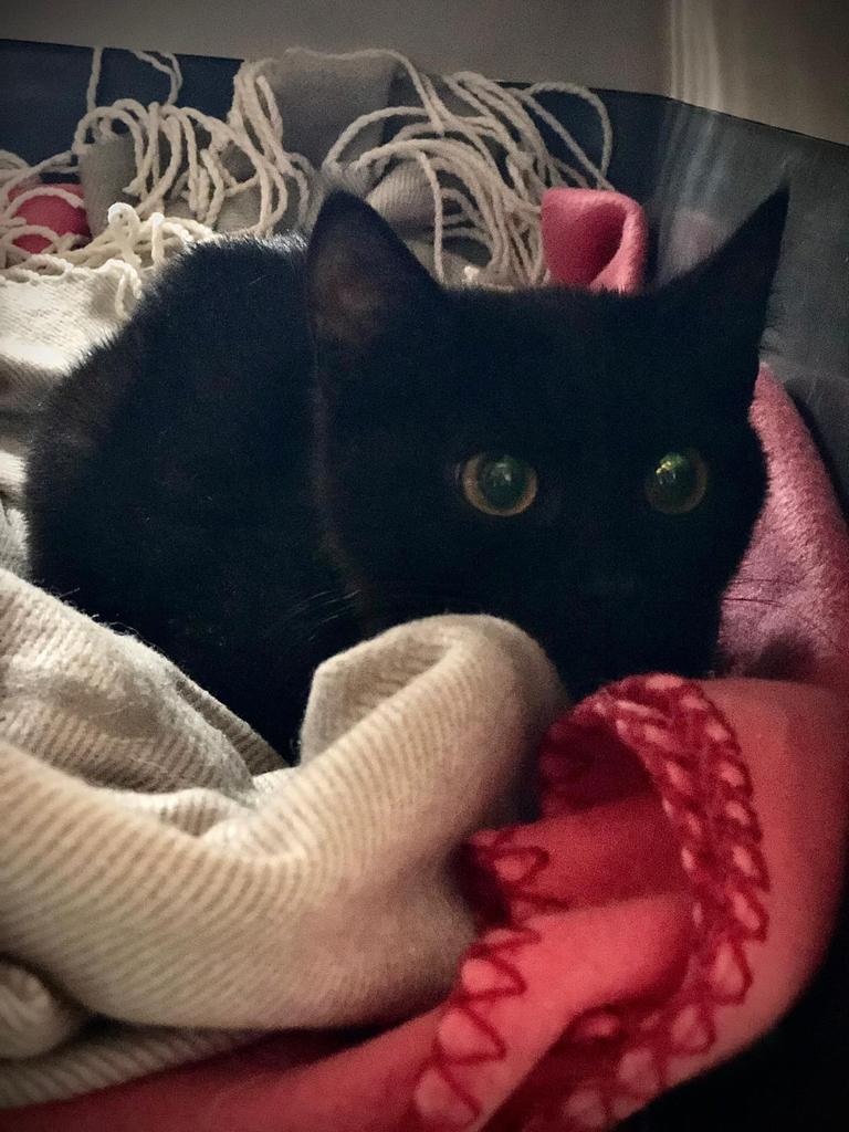 tessagelisio's tweet photo. 🐱👍 #CatSOS
Amanti dei gatti e non solo, mi serve il vostro aiuto! Anzi, serve a questi bellissimi gattini affetti da Fip: possiamo aiutare #OrmeOnlus di Ozieri donando qui, fate presto!
https://t.co/byEPcVuRVl https://t.co/p0G65eG1th