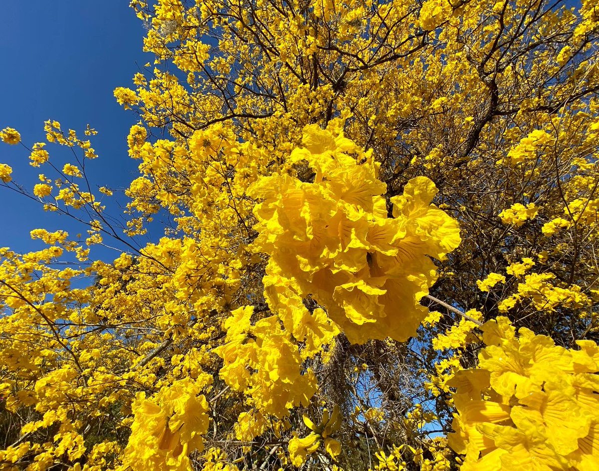 Trumpet trees are blooming! Check them out this weekend.