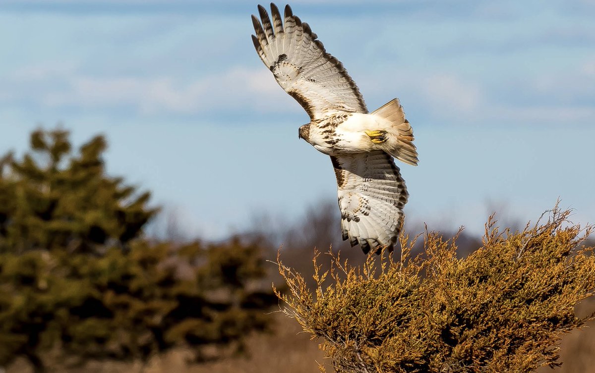 mamakes38's tweet photo. #nature #hawk #SachuestPoint https://t.co/72KeckGcOA