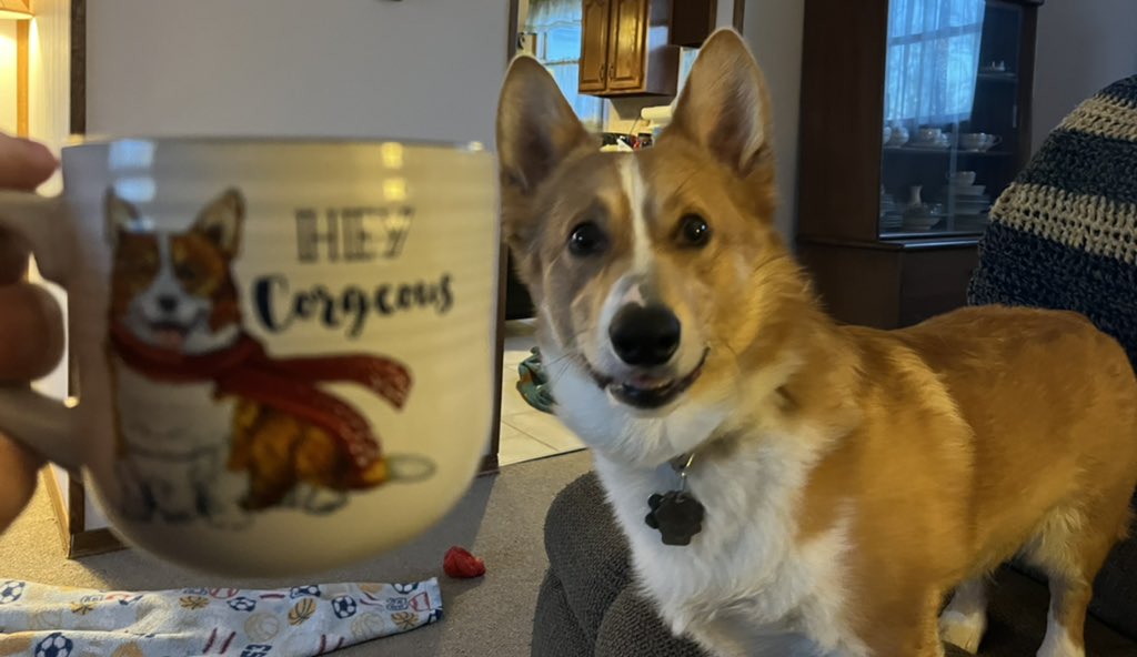 Walter_Corgi's tweet photo. Hey courgeous! The humans like to say “This is the last thing you need!” when I ask for some even though I’m on the mug. Seems unfair. Anyway, happy Friday, #CorgiCrew! #dogsoftwitter #FridayFeeling https://t.co/KHwWG7qgWF