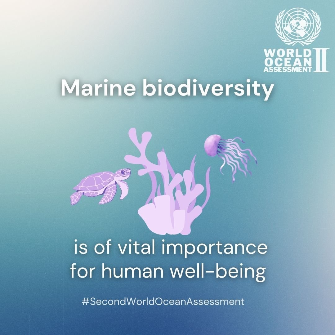 IPBES's tweet image. Human activities are threatening biodiversity.

#SecondWorldOceanAssessment highlights that consuming responsibly can help protect endangered marine species 🐢🐙🐠🐳

Learn more about the @UN #RegularProcess
👉un.org/regularprocess