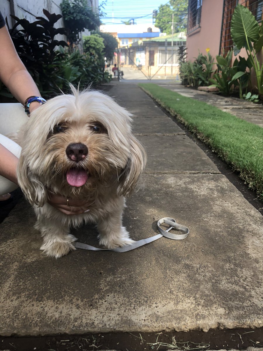 gahberry's tweet photo. Ayúdenme a encontrar a su dueño🆘 

Este perrito echaba de entrar a mi casa en Altamira súper asustado, tiene collar y correa, claramente se escapó de su casita.  

Si saben de alguien que lo busca, díganme plis❤️ https://t.co/Tlk1Z3O97w